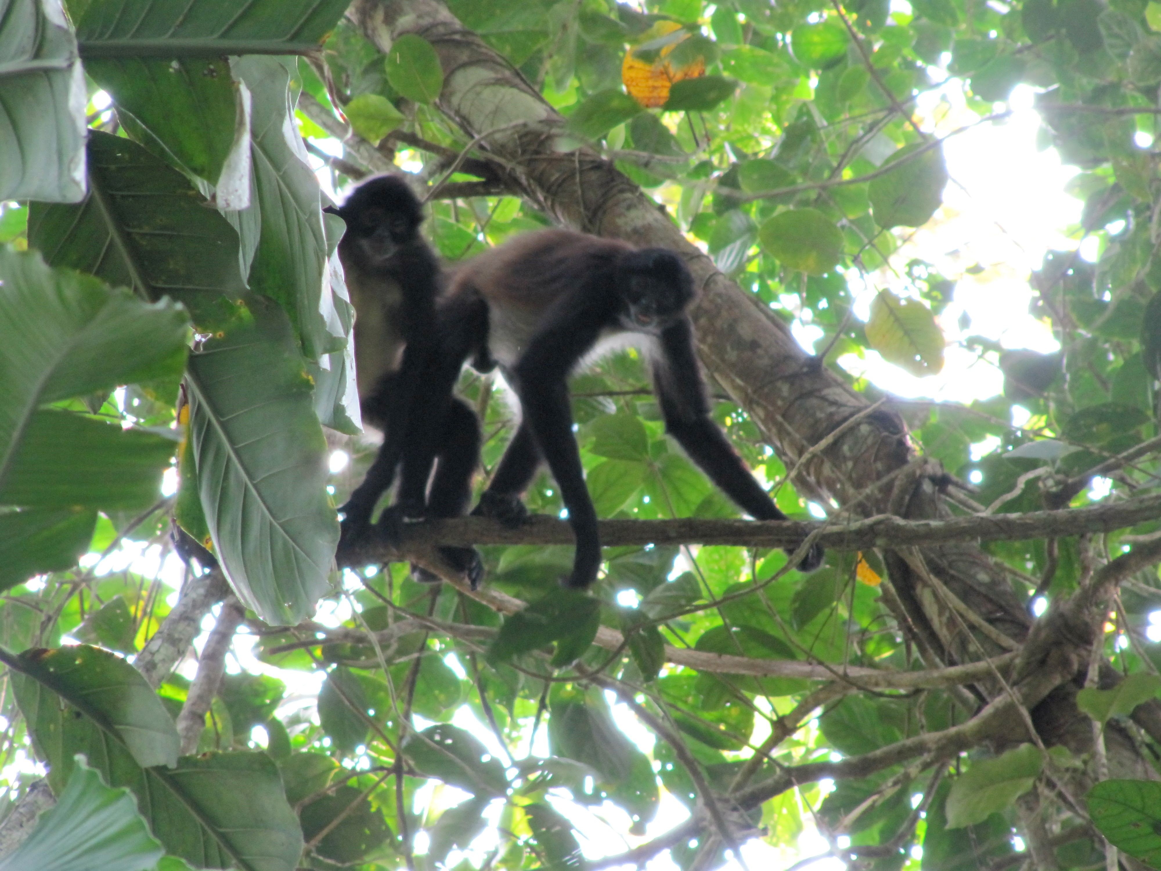 Two monkeys are high up in very lush trees. One is balanced on a thin branch, the other holds on to the first monkey's leg
