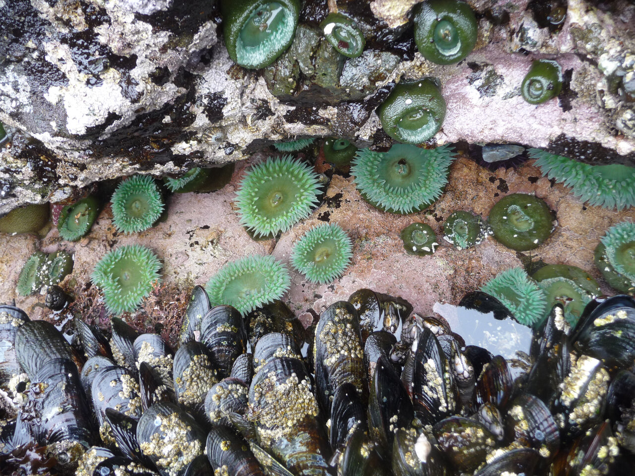 Black mussels and green sea anemones on the northwest Pacific coastline. 